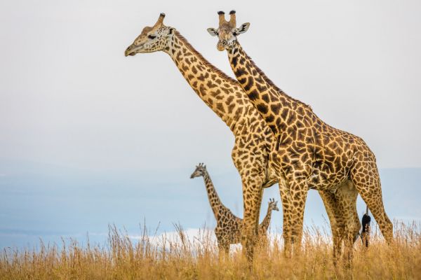 楽天市場 キリン 動物の壁紙 輸入 カスタム壁紙 Photowall Hilltop 216 貼ってはがせるフリース壁紙 不織布 海外取り寄せのため1カ月程度でお届け 代引き不可 壁紙屋本舗 カベガミヤホンポ