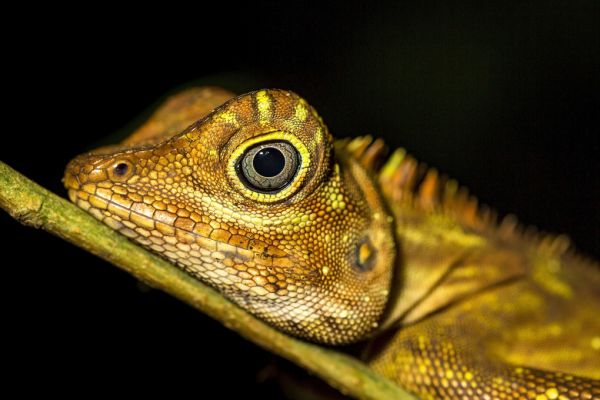 楽天市場 トカゲ 爬虫類 動物の壁紙 輸入 カスタム壁紙 Photowall Lizard Life 貼ってはがせるフリース壁紙 不織布 海外取り寄せのため1カ月程度でお届け 代引き 後払い不可 壁紙屋本舗 カベガミヤホンポ