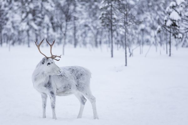 楽天市場 トナカイ 動物 雪 白 ホワイトの壁紙 輸入 カスタム壁紙 Photowall Reindeer Ii 貼ってはがせるフリース壁紙 不織布 海外取り寄せのため1カ月程度でお届け 代引き不可 壁紙屋本舗 カベガミヤホンポ