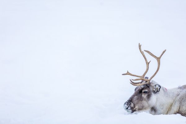 楽天市場 トナカイ 動物 雪 白 ホワイトの壁紙 輸入 カスタム壁紙 Photowall Reindeer 貼ってはがせるフリース壁紙 不織布 海外取り寄せのため1カ月程度でお届け 代引き 後払い不可 壁紙屋本舗 カベガミヤホンポ
