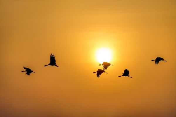 楽天市場 鶴 ツル 鳥 シルエット 空 オレンジの壁紙 輸入 カスタム壁紙 Photowall Flight Of The Cranes 貼ってはがせるフリース壁紙 不織布 海外取り寄せのため1カ月程度でお届け 代引き不可 壁紙屋本舗 カベガミヤホンポ