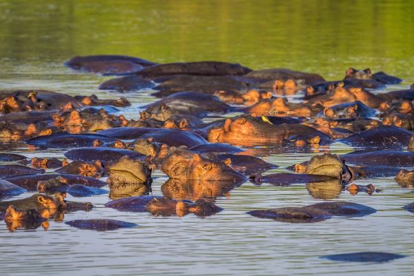 楽天市場 カバ 動物 川の壁紙 輸入 カスタム壁紙 Photowall Hippo Pool 210 貼ってはがせるフリース壁紙 不織布 海外取り寄せのため1カ月程度でお届け 代引き 後払い不可 壁紙屋本舗 カベガミヤホンポ