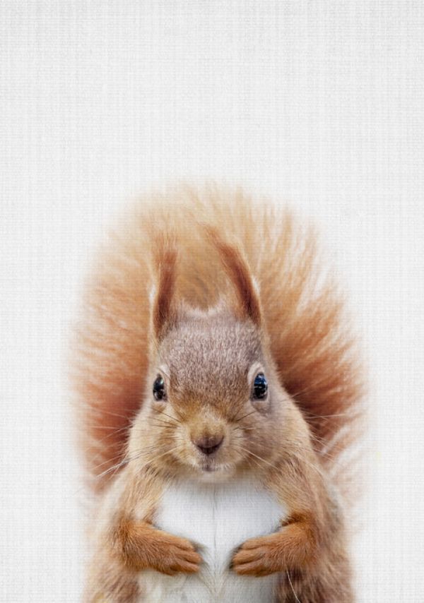 楽天市場 リス 動物 かわいい キッズルーム こども部屋の壁紙 輸入 カスタム壁紙 Photowall Squirrel 貼ってはがせるフリース壁紙 不織布 海外取り寄せのため1カ月程度でお届け 代引き不可 壁紙屋本舗 カベガミヤホンポ