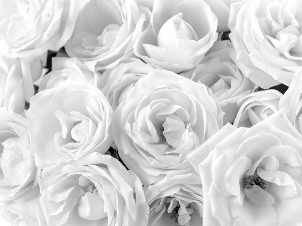 楽天市場 バラ 花 白 ホワイトの壁紙 輸入 カスタム壁紙 Photowall White Roses 貼ってはがせるフリース 壁紙 不織布 海外取り寄せのため1カ月程度でお届け 代引き不可 壁紙屋本舗 カベガミヤホンポ