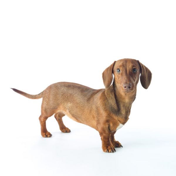 楽天市場 ダックスフント 犬 動物 茶 ブラウンの壁紙 輸入 カスタム壁紙 Photowall Dachshund 貼ってはがせるフリース壁紙 不織布 海外取り寄せのため1カ月程度でお届け 代引き不可 壁紙屋本舗 カベガミヤホンポ