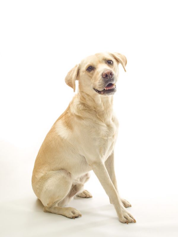 楽天市場 ラブラドールレトリーバー 犬 白ラブの壁紙 輸入 カスタム壁紙 Photowall Golden Labrador 223p 貼ってはがせるフリース壁紙 不織布 海外取り寄せのため1カ月程度でお届け 代引き 後払い不可 壁紙屋本舗 カベガミヤホンポ