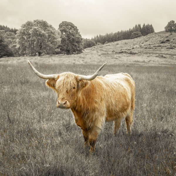 楽天市場 牛 ウシの壁紙 輸入 カスタム壁紙 Photowall Noble Highland Cow 貼ってはがせるフリース 壁紙 不織布 海外取り寄せのため1カ月程度でお届け 代引き不可 壁紙屋本舗 カベガミヤホンポ