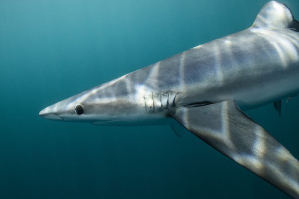 楽天市場 サメ シャーク 海の壁紙 輸入 カスタム壁紙 Photowall Blue Shark Off Halifax 貼ってはがせるフリース壁紙 不織布 海外取り寄せのため1カ月程度でお届け 代引き不可 壁紙屋本舗 カベガミヤホンポ