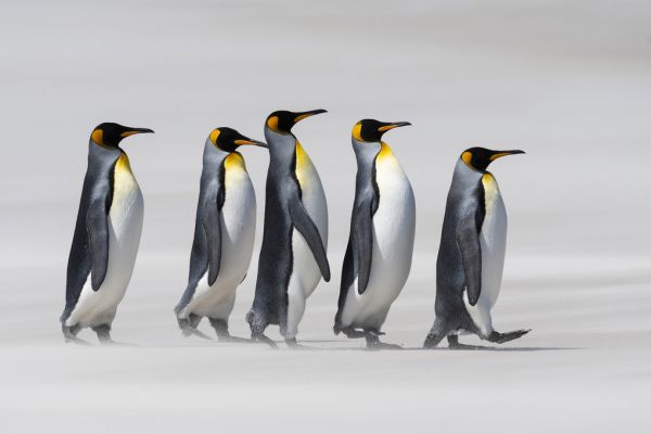 楽天市場 ペンギン キングペンギン オウサマペンギンの壁紙 輸入 カスタム壁紙 Photowall King Penguins Falklands E319042 貼ってはがせるフリース壁紙 不織布 海外取り寄せのため1カ月程度でお届け 代引き不可 壁紙 屋本舗 カベガミヤホンポ