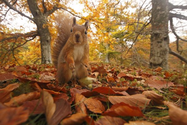 楽天市場 紅葉 落ち葉 森 リス 動物の壁紙 輸入 カスタム壁紙 Photowall Red Squirrel In Leaf Litter E320140 貼ってはがせるフリース壁紙 不織布 海外取り寄せのため1カ月程度でお届け 代引き不可 壁紙屋本舗 カベガミヤホンポ