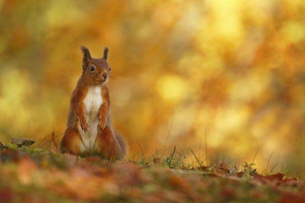 楽天市場 森 リス 動物の壁紙 輸入 カスタム壁紙 Photowall Red Squirrel On Forest Floor 143 貼ってはがせるフリース壁紙 不織布 海外取り寄せのため1カ月程度でお届け 代引き不可 壁紙屋本舗 カベガミヤホンポ