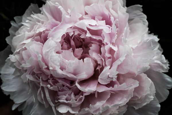 楽天市場 花 ピオニー 芍薬 ピンクの壁紙 輸入 カスタム壁紙 Photowall Pink Peony Passion 484 貼ってはがせるフリース壁紙 不織布 海外取り寄せのため1カ月程度でお届け 代引き 後払い不可 壁紙屋本舗 カベガミヤホンポ