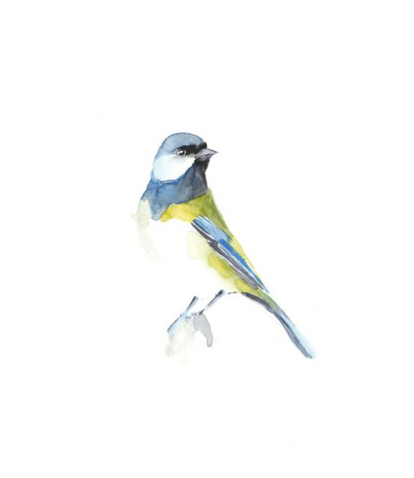 楽天市場 水彩画 イラスト 鳥の壁紙 輸入 カスタム壁紙 Photowall Watercolor Songbirds 466 貼ってはがせるフリース壁紙 不織布 海外取り寄せのため1カ月程度でお届け 代引き 後払い不可 壁紙屋本舗 カベガミヤホンポ