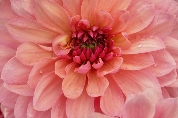 楽天市場 花 ダリア ピンクの壁紙 輸入 カスタム壁紙 Photowall Salmon Pink Dahlia Flower 貼ってはがせるフリース壁紙 不織布 海外取り寄せのため1カ月程度でお届け 代引き 後払い不可 壁紙屋本舗 カベガミヤホンポ