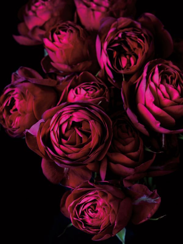 楽天市場 バラ 花 赤 レッド ピンク 黒 ブラックの壁紙 輸入 カスタム壁紙 Photowall Cabbage Roses 貼ってはがせるフリース壁紙 不織布 海外取り寄せのため1カ月程度でお届け 代引き不可 壁紙屋本舗 カベガミヤホンポ