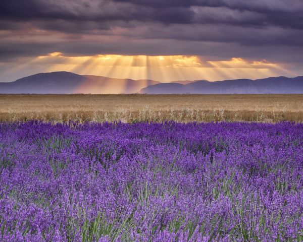 楽天市場 ラベンダー 花 紫 空の壁紙 輸入 カスタム壁紙 Photowall Sunbeams Over Lavender 貼ってはがせるフリース壁紙 不織布 海外取り寄せのため1カ月程度でお届け 代引き 後払い不可 壁紙屋本舗 カベガミヤホンポ