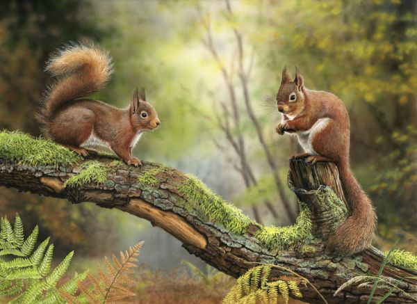 楽天市場 リス 森 イラストの壁紙 輸入 カスタム壁紙 Photowall Red Squirrels 貼ってはがせるフリース 壁紙 不織布 海外取り寄せのため1カ月程度でお届け 代引き 後払い不可 壁紙屋本舗 カベガミヤホンポ