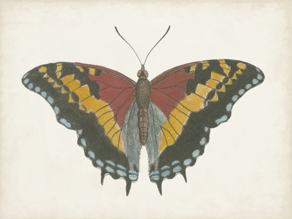 楽天市場 蝶 チョウ 虫 イラストの壁紙 輸入 カスタム壁紙 Photowall Beautiful Butterfly Ii 貼ってはがせるフリース壁紙 不織布 海外取り寄せのため1カ月程度でお届け 代引き 後払い不可 壁紙屋本舗 カベガミヤホンポ