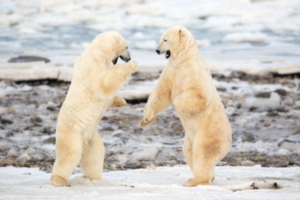 楽天市場 シロクマ 白熊 動物 海の壁紙 輸入 カスタム壁紙 Photowall Fight 178 貼ってはがせるフリース壁紙 不織布 海外取り寄せのため1カ月程度でお届け 代引き不可 壁紙屋本舗 カベガミヤホンポ