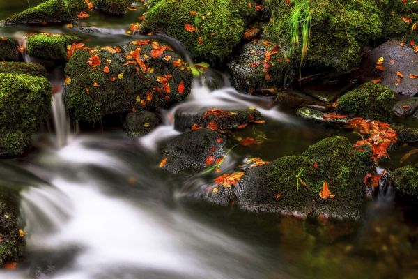 楽天市場 川 落ち葉 コケ 秋 自然 景色の壁紙 輸入 カスタム壁紙 Photowall Autumn Melodies 貼ってはがせるフリース壁紙 不織布 海外取り寄せのため1カ月程度でお届け 代引き 後払い不可 壁紙屋本舗 カベガミヤホンポ