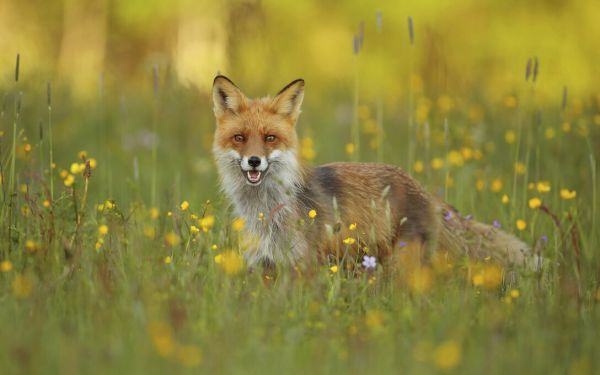 楽天市場 狐 キツネ 動物 花 草の壁紙 輸入 カスタム壁紙 Photowall Red Fox 貼ってはがせるフリース壁紙 不織布 海外取り寄せのため1カ月程度でお届け 代引き 後払い不可 壁紙屋本舗 カベガミヤホンポ