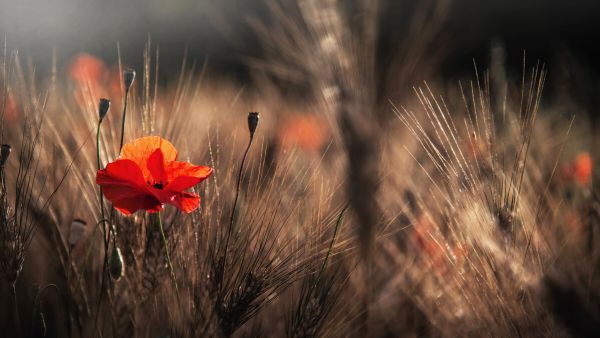 楽天市場 ポピー 花 幻想的 ナチュラルの壁紙 輸入 カスタム壁紙 Photowall Poppy With Corn 貼ってはがせるフリース壁紙 不織布 海外取り寄せのため1カ月程度でお届け 代引き 後払い不可 壁紙屋本舗 カベガミヤホンポ