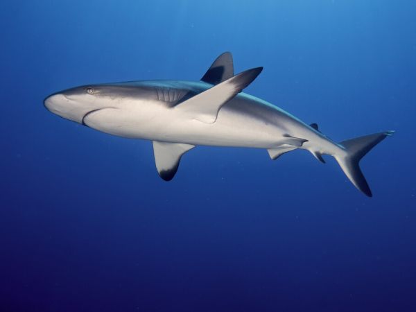 楽天市場 サメ 魚 海 青 ブルーの壁紙 輸入 カスタム壁紙 Photowall Grey Reef Shark 貼ってはがせるフリース壁紙 不織布 海外取り寄せのため1カ月程度でお届け 代引き不可 壁紙屋本舗 カベガミヤホンポ