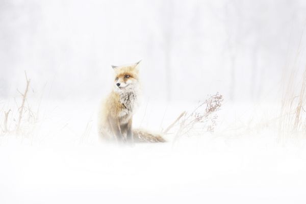 楽天市場 狐 キツネ 動物 雪 白 ホワイトの壁紙 輸入 カスタム壁紙 Photowall Waiting 貼ってはがせるフリース壁紙 不織布 海外取り寄せのため1カ月程度でお届け 代引き 後払い不可 壁紙屋本舗 カベガミヤホンポ