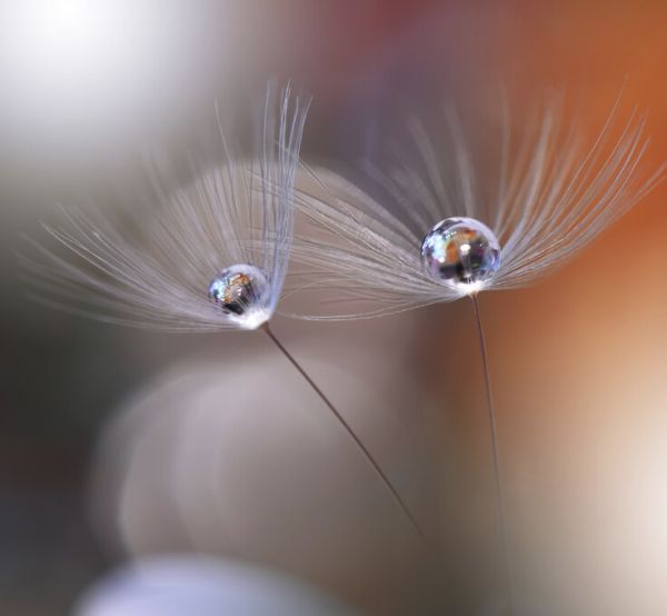 楽天市場 綿毛 しずく 水滴の壁紙 輸入 カスタム壁紙 Photowall Immortal Love 貼ってはがせるフリース 壁紙 不織布 海外取り寄せのため1カ月程度でお届け 代引き 後払い不可 壁紙屋本舗 カベガミヤホンポ