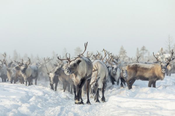 楽天市場 トナカイ 動物 雪の壁紙 輸入 カスタム壁紙 Photowall Reindeers 貼ってはがせるフリース壁紙 不織布 海外取り寄せのため1カ月程度でお届け 代引き 後払い不可 壁紙屋本舗 カベガミヤホンポ