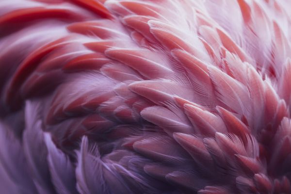 楽天市場 フラミンゴ 鳥 羽根 羽毛 ピンクの壁紙 輸入 カスタム壁紙 Photowall Flamingo 貼ってはがせるフリース壁紙 不織布 海外取り寄せのため1カ月程度でお届け 代引き 後払い不可 壁紙屋本舗 カベガミヤホンポ