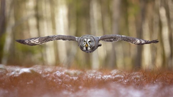 楽天市場 フクロウ 鳥 茶色 ブラウンの壁紙 輸入 カスタム壁紙 Photowall Great Grey Owl 240 貼ってはがせるフリース壁紙 不織布 海外取り寄せのため1カ月程度でお届け 代引き 後払い不可 壁紙屋本舗 カベガミヤホンポ