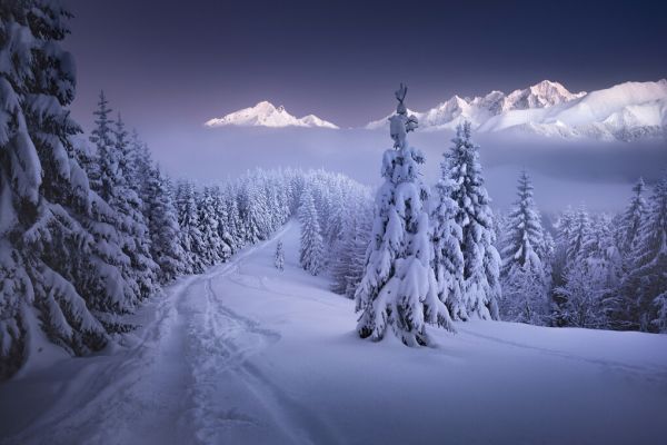 楽天市場 山 森 雪 道 青 ブルーの壁紙 輸入 カスタム壁紙 Photowall In The Winter 貼ってはがせるフリース壁紙 不織布 海外取り寄せのため1カ月程度でお届け 代引き不可 壁紙屋本舗 カベガミヤホンポ