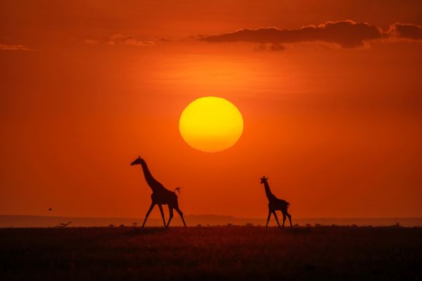 楽天市場 キリン シルエット サバンナ 赤 レッドの壁紙 輸入 カスタム壁紙 Photowall Giraffes In The Sunset 貼ってはがせるフリース壁紙 不織布 海外取り寄せのため1カ月程度でお届け 代引き 後払い不可 壁紙屋本舗 カベガミヤホンポ