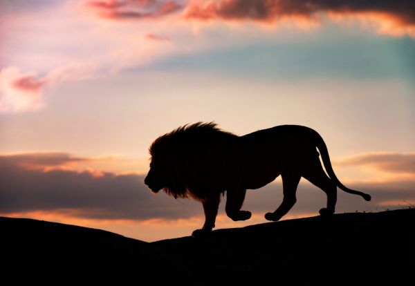 楽天市場 ライオン 動物 空 シルエット ピンクの壁紙 輸入 カスタム壁紙 Photowall Sunset In The Serengeti 貼ってはがせるフリース壁紙 不織布 海外取り寄せのため1カ月程度でお届け 代引き 後払い不可 壁紙屋本舗 カベガミヤホンポ