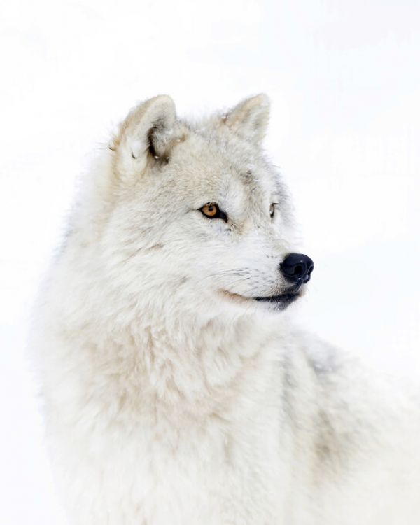 楽天市場 狼 ホッキョクオオカミ 白 ホワイトの壁紙 輸入 カスタム壁紙 Photowall Portrait Of An Arctic Wolf 貼ってはがせるフリース壁紙 不織布 海外取り寄せのため1カ月程度でお届け 代引き不可 壁紙屋本舗 カベガミヤホンポ