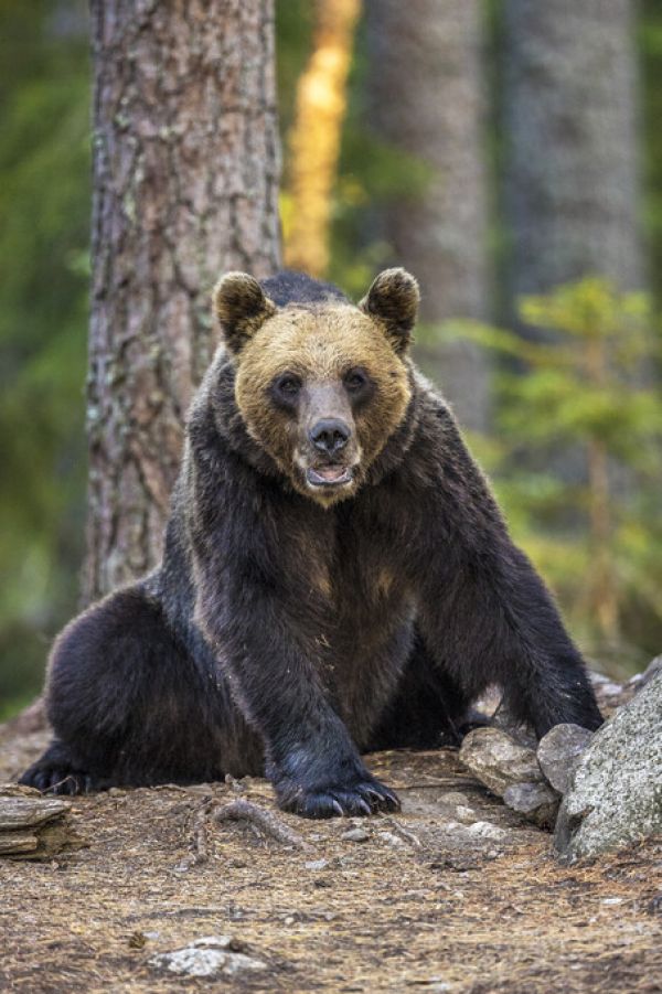 楽天市場 熊 クマ 動物 森の壁紙 輸入 カスタム壁紙 Photowall Bear 貼ってはがせるフリース壁紙 不織布 海外取り寄せのため1カ月程度でお届け 代引き不可 壁紙屋本舗 カベガミヤホンポ