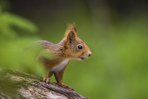 楽天市場 リス 動物 森 緑 グリーンの壁紙 輸入 カスタム壁紙 Photowall Squirrel 貼ってはがせるフリース 壁紙 不織布 海外取り寄せのため1カ月程度でお届け 代引き不可 壁紙屋本舗 カベガミヤホンポ