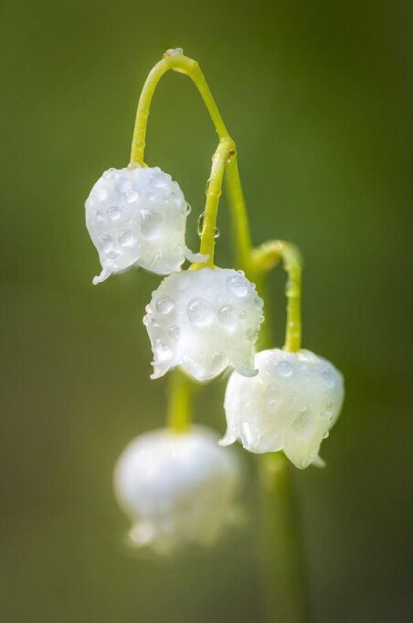 楽天市場 スズラン 花 白 ホワイト 緑 グリーンの壁紙 輸入 カスタム壁紙 Photowall Lily Of The Valley 貼ってはがせるフリース壁紙 不織布 海外取り寄せのため1カ月程度でお届け 代引き 後払い不可 壁紙屋本舗 カベガミヤホンポ