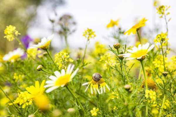 楽天市場 花 花畑 カタツムリ 自然 風景の壁紙 輸入 カスタム壁紙 Photowall Summer Flowers 246 貼ってはがせるフリース壁紙 不織布 海外取り寄せのため1カ月程度でお届け 代引き不可 壁紙屋本舗 カベガミヤホンポ