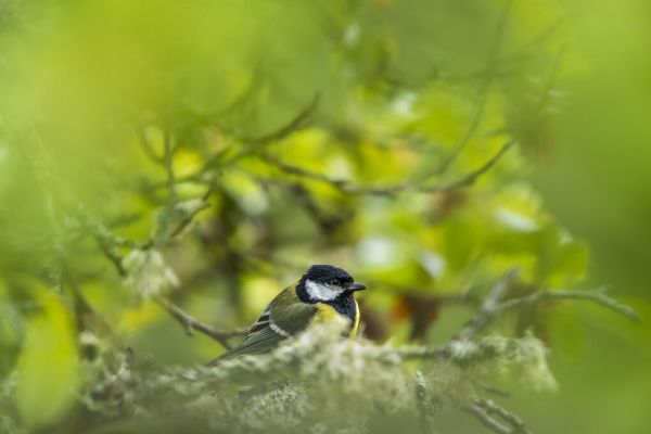 楽天市場 シジュウカラ 鳥 野鳥 森 緑 グリーンの壁紙 輸入 カスタム壁紙 Photowall Great Tit 248 貼ってはがせるフリース壁紙 不織布 海外取り寄せのため1カ月程度でお届け 代引き 後払い不可 壁紙屋本舗 カベガミヤホンポ