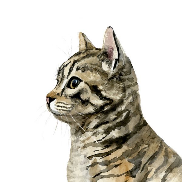 楽天市場 水彩画 猫 ネコ イラスト オレンジの壁紙 輸入 カスタム壁紙 Photowall Pet Profile Ii E324900 貼ってはがせるフリース壁紙 不織布 海外取り寄せのため1カ月程度でお届け 代引き不可 壁紙屋本舗 カベガミヤホンポ