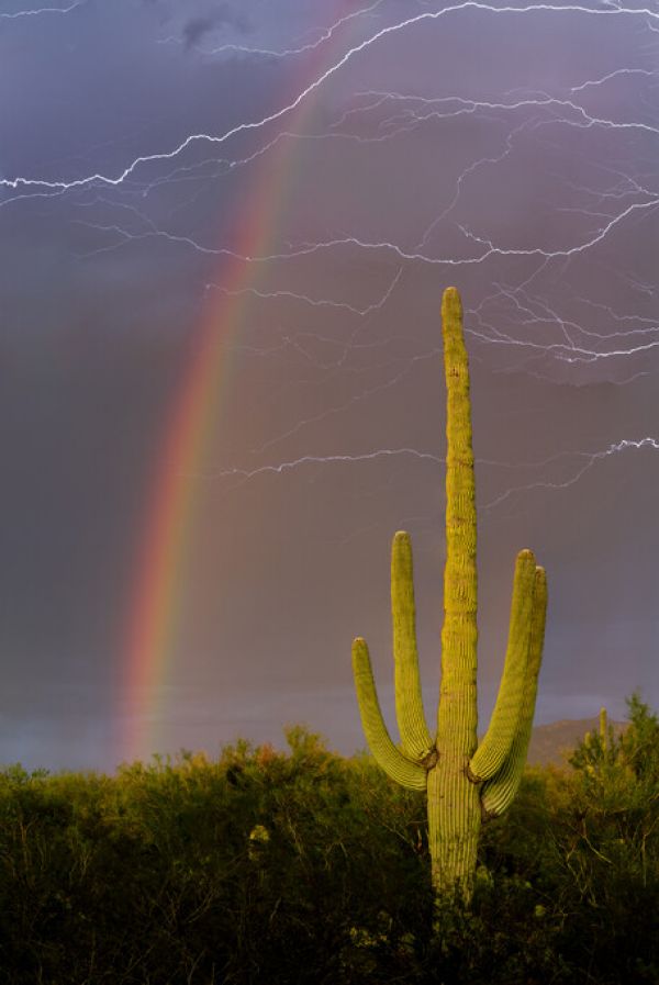 楽天市場 サボテン 虹 雷 空 自然 風景の壁紙 輸入 カスタム壁紙 Photowall Rainbow And Lightning Over Cactus 貼ってはがせるフリース壁紙 不織布 海外取り寄せのため1カ月程度でお届け 代引き不可 壁紙 屋本舗 カベガミヤホンポ