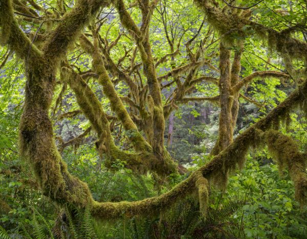 楽天市場 ジャングル 森 木 自然 風景 緑 グリーンの壁紙 輸入 カスタム壁紙 Photowall Trees Covered In Moss 貼ってはがせるフリース壁紙 不織布 海外取り寄せのため1カ月程度でお届け 代引き 後払い不可 壁紙屋本舗 カベガミヤホンポ