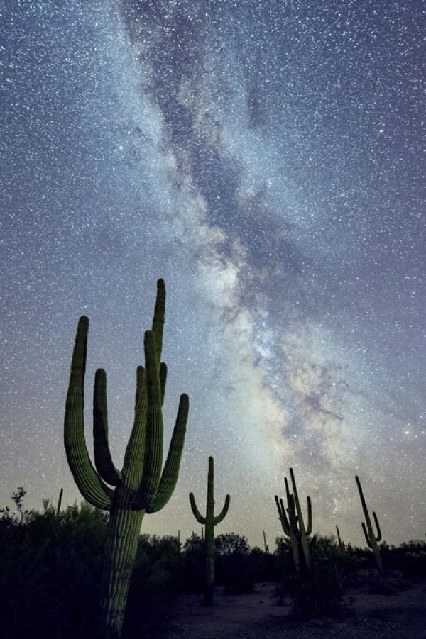 楽天市場 サボテン 空 星 夜空 自然 風景 青 ブルーの壁紙 輸入 カスタム壁紙 Photowall Saguaro Cacti At Night 貼ってはがせるフリース壁紙 不織布 海外取り寄せのため1カ月程度でお届け 代引き不可 壁紙 屋本舗 カベガミヤホンポ