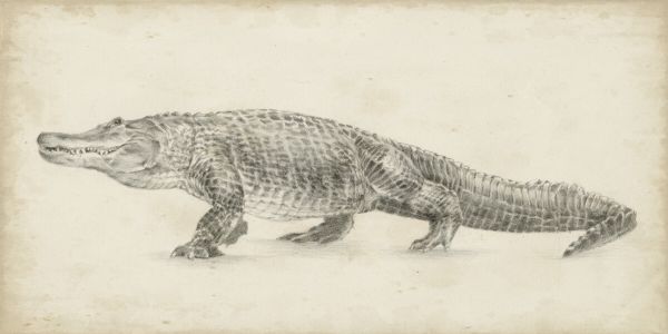 楽天市場 ワニ 動物 スケッチ イラスト ベージュの壁紙 輸入 カスタム壁紙 Photowall Alligator Sketch 245 貼ってはがせるフリース壁紙 不織布 海外取り寄せのため1カ月程度でお届け 代引き不可 壁紙屋本舗 カベガミヤホンポ