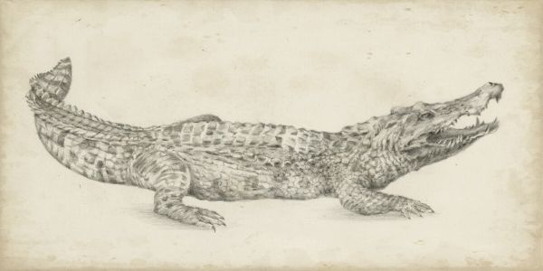 楽天市場 ワニ 動物 スケッチ イラスト ベージュの壁紙 輸入 カスタム壁紙 Photowall Crocodile Sketch 貼ってはがせるフリース壁紙 不織布 海外取り寄せのため1カ月程度でお届け 代引き不可 壁紙屋本舗 カベガミヤホンポ