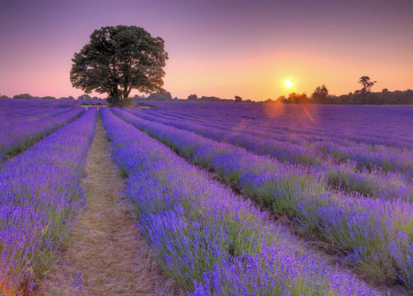 楽天市場 ラベンダー畑 花 木 空 夕日 紫 パープルの壁紙 輸入 カスタム壁紙 Photowall Lavender 貼ってはがせるフリース壁紙 不織布 海外取り寄せのため1カ月程度でお届け 代引き不可 壁紙屋本舗 カベガミヤホンポ