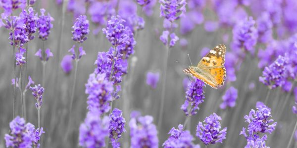 楽天市場 ラベンダー 花 蝶 ちょうちょ 紫 パープルの壁紙 輸入 カスタム壁紙 Photowall Lavender 貼ってはがせるフリース壁紙 不織布 海外取り寄せのため1カ月程度でお届け 代引き不可 壁紙屋本舗 カベガミヤホンポ