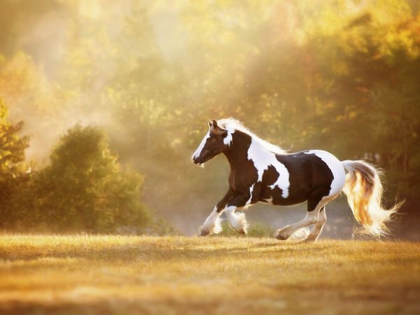 楽天市場 馬 ウマ 動物 木の壁紙 輸入 カスタム壁紙 Photowall Golden Lit Horse Ii 貼ってはがせるフリース壁紙 不織布 海外取り寄せのため1カ月程度でお届け 代引き不可 壁紙屋本舗 カベガミヤホンポ